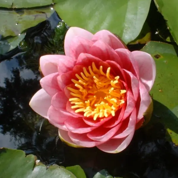 Close up pohot of a pink lily surrounded by green lily pads