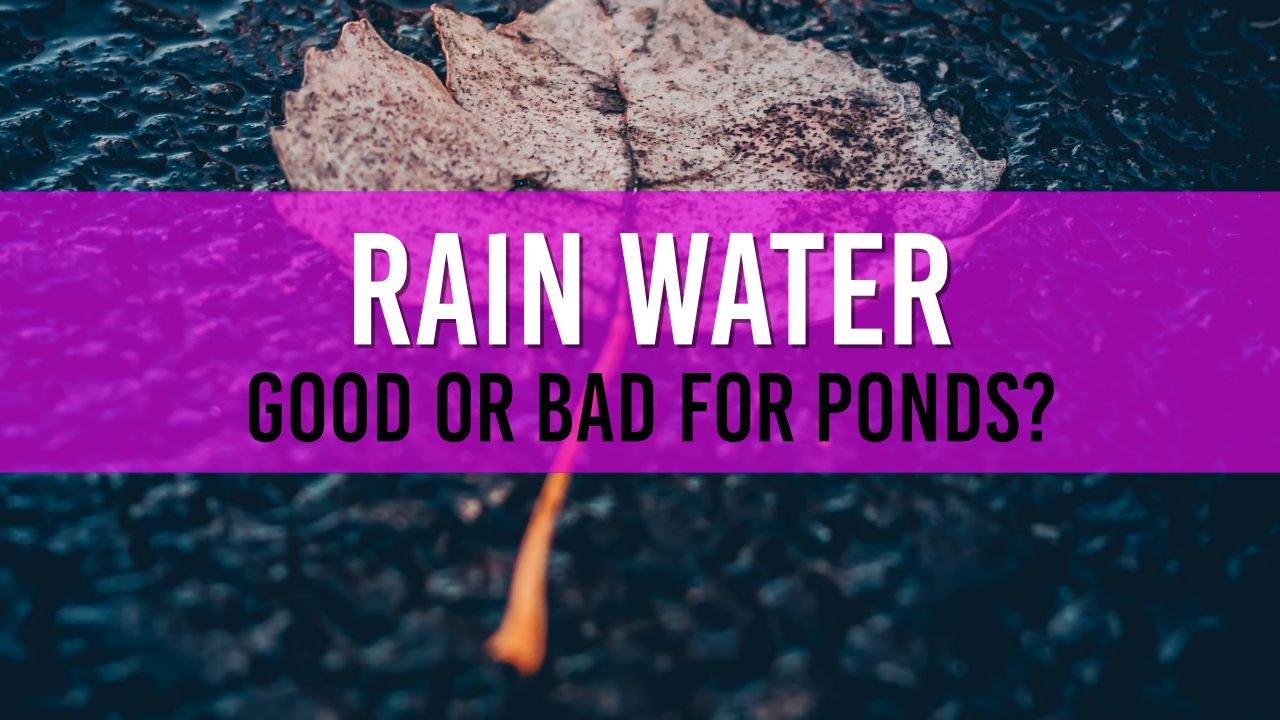 Can I Use Rainwater to Fill My Pond? Pond Answers