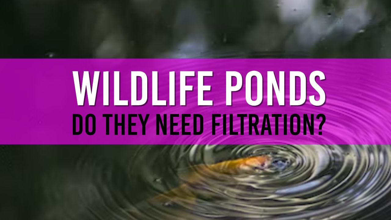 Should a Wildlife Pond need a Pump I reveal the benefits