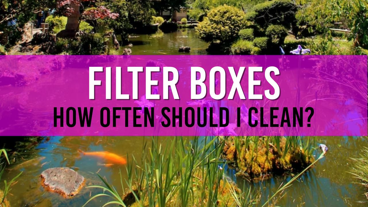 Guide to Pond Filter Box Maintenance Frequency