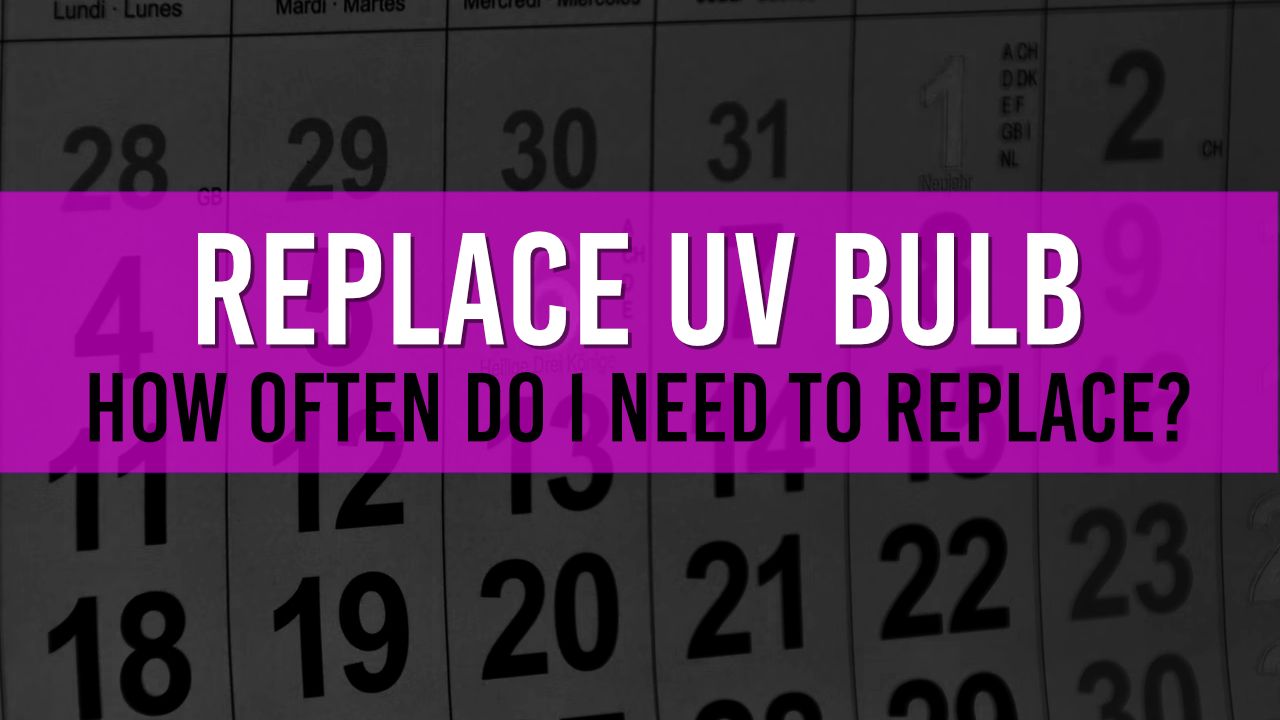 How Often Should You Replace Your Pond's UV Bulb for a healthy Pond?