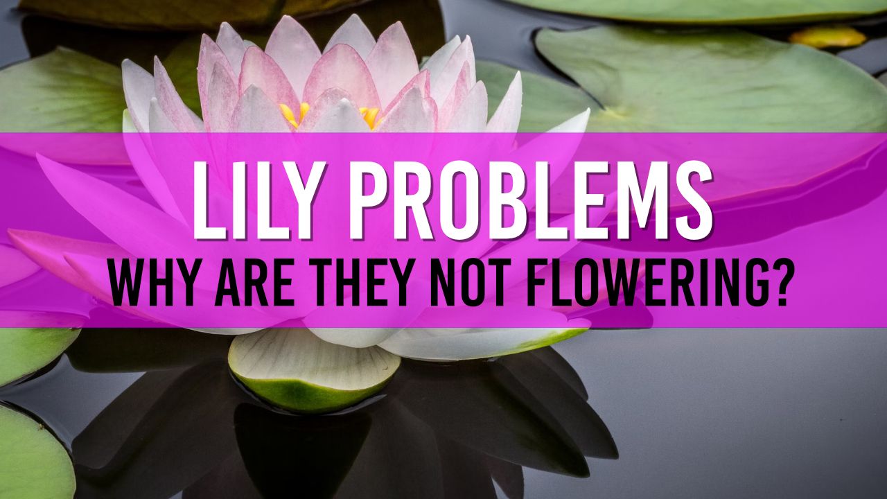 Why Your Pond Lilies Aren't Flowering & Dying Common Causes & Solutions