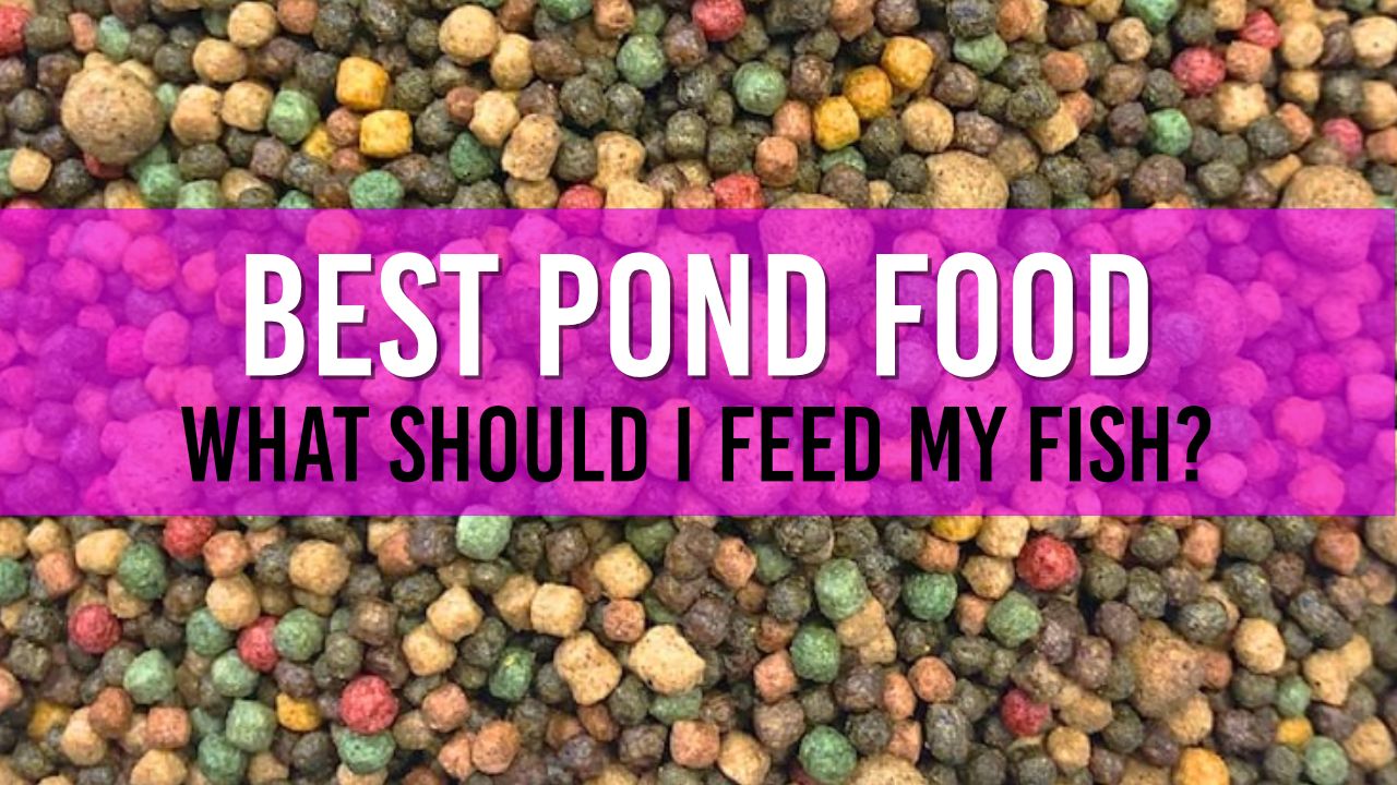 Choosing the Right Fish Food for Your Pond Tips and Types