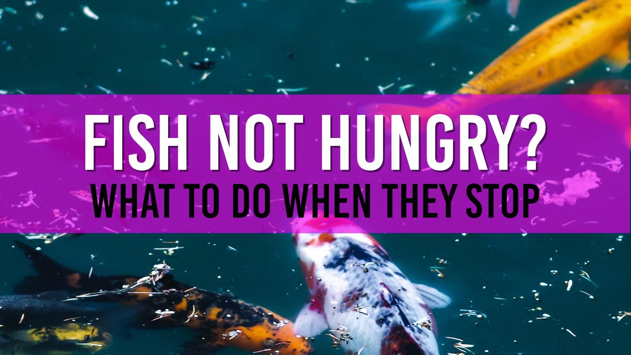 Why Aren't My Koi Pond Fish Eating? Causes & Solutions