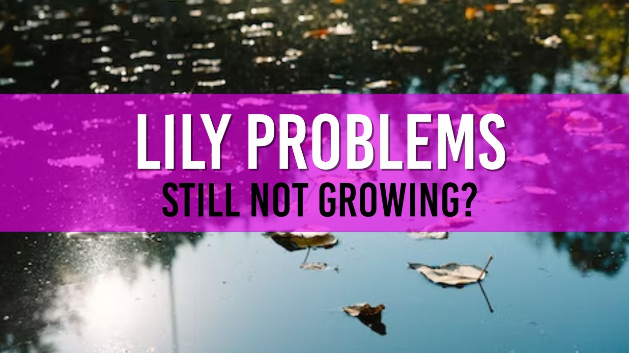 Troubleshooting Water Lily Growth Problems in Your Garden Pond