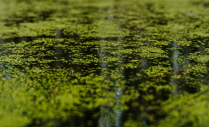 Photo of floating pond algae