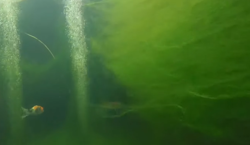 Green Algae from underwater