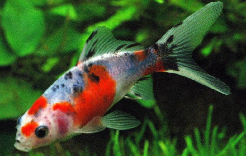 Photo of Shubunkin Fish