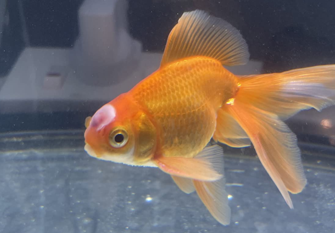 Photo of Goldfish with Ich (White Spot Disease)