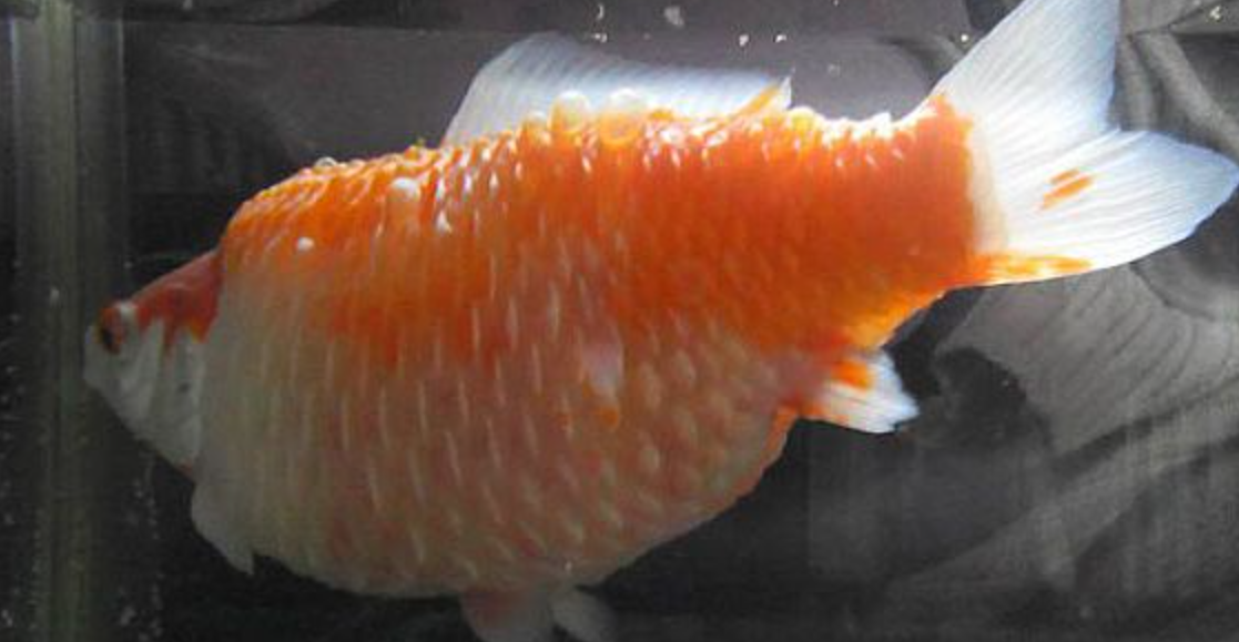 Dropsy (also known as 'Pine Coning') on a Gold Fish