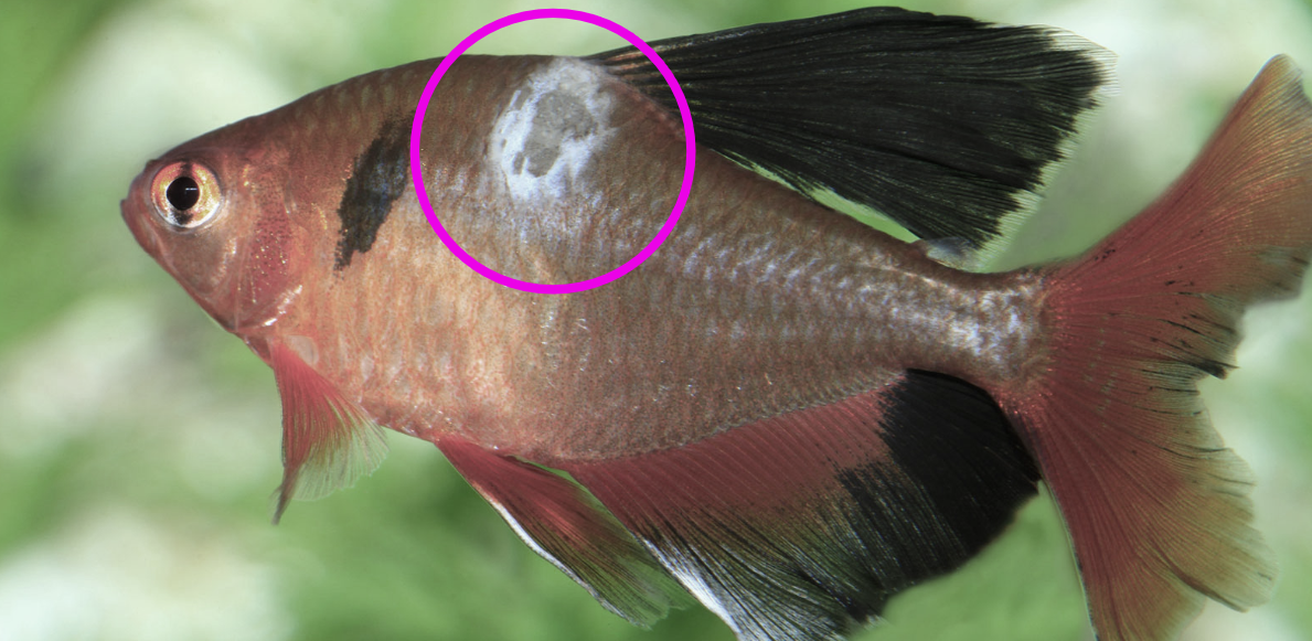Fungal Infection on a Pond Fish