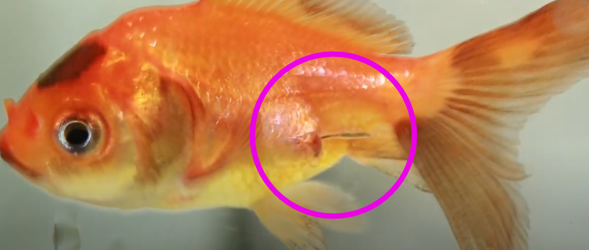 Goldfish with an Anchor Worm
