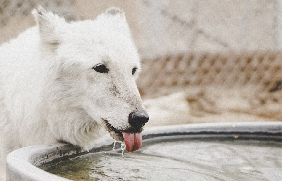 White dog drinking from a pond