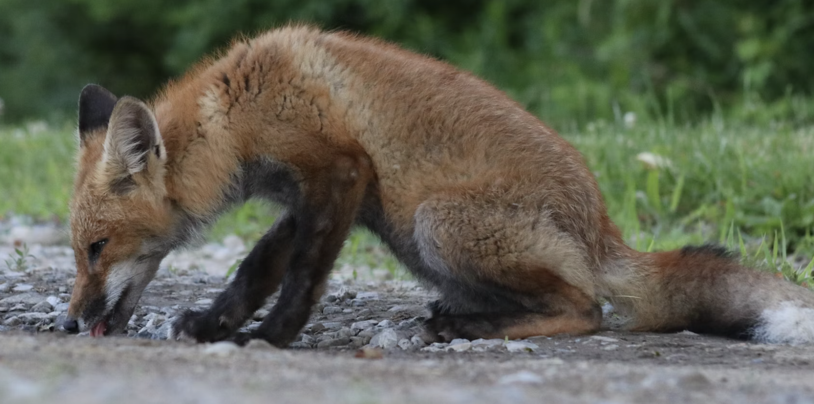 Fox licking water from a pond
