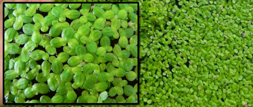 Photo of Duckweed in a Garden Pond with Zoomed in image on the left