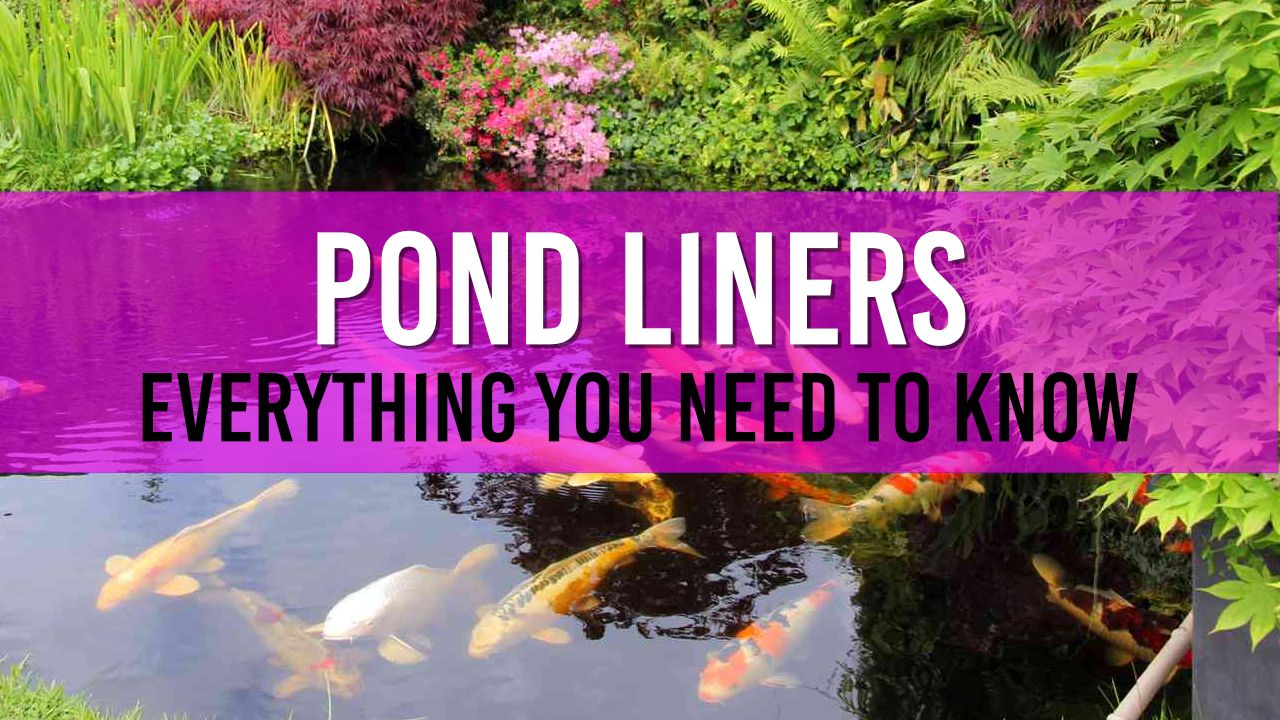 Pond Liners Everything you need to know for your Garden Pond
