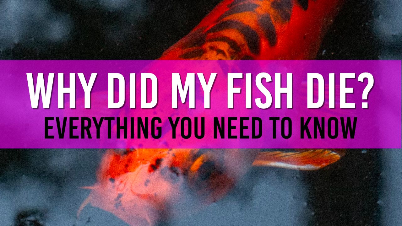 Why did my Pond Fish Die? I answer your most asked Questions