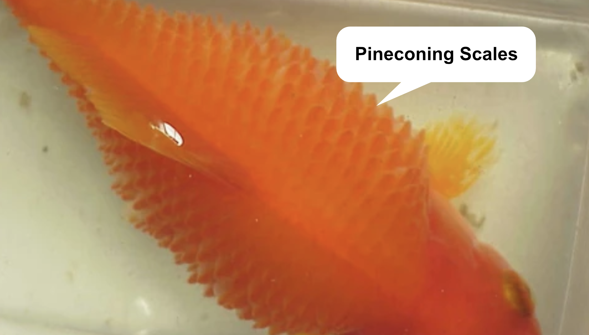 Photo of goldfish suffering from pineconing / dropsy