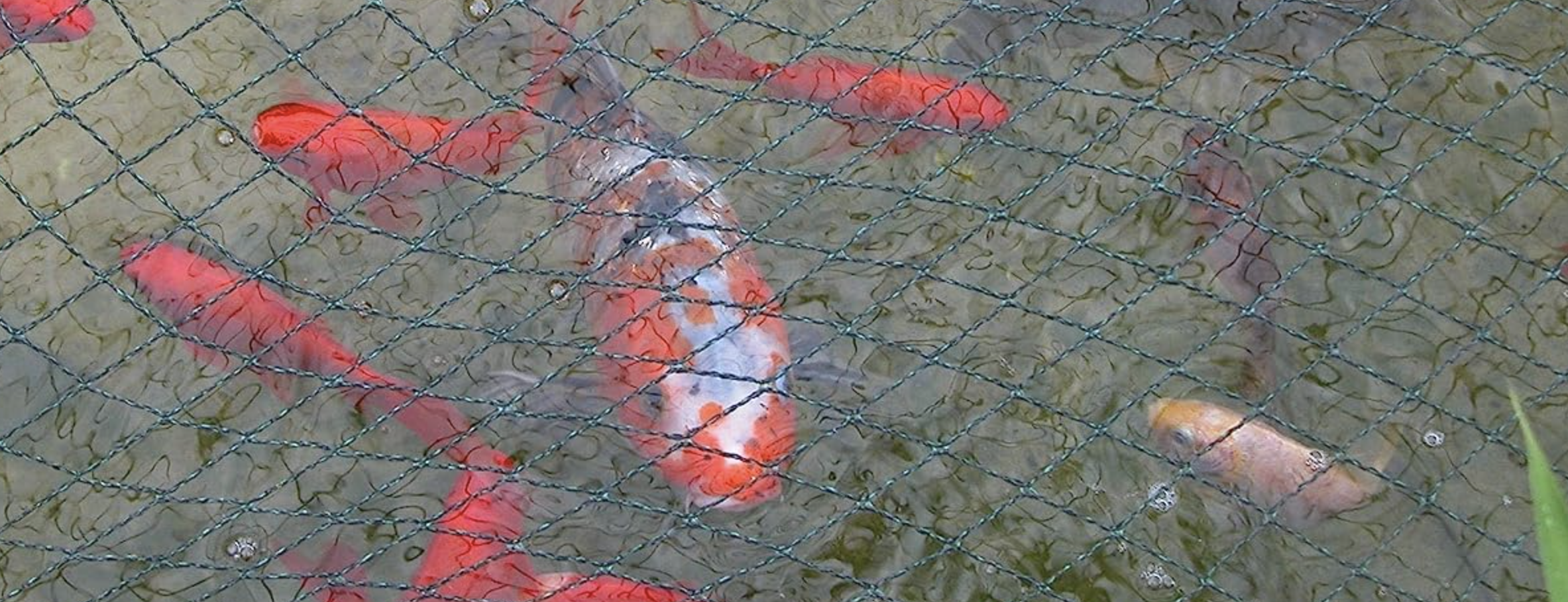 Photo of koi fish in a pond with netting
