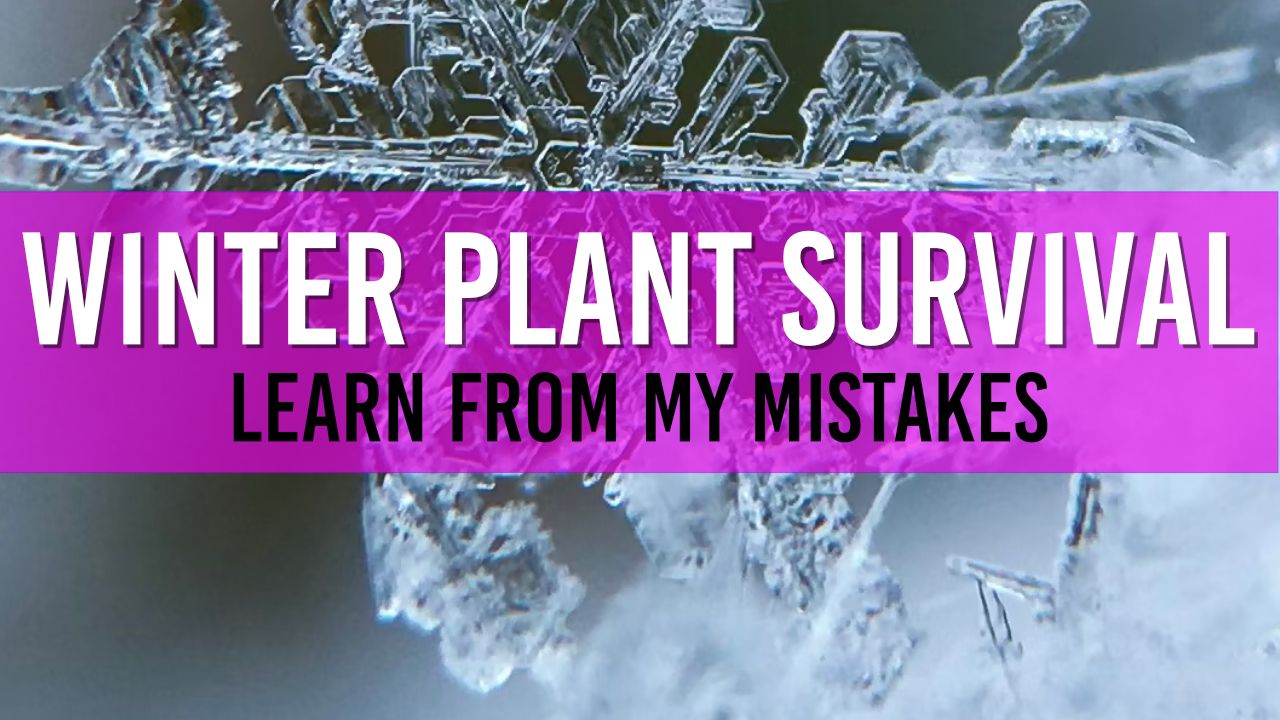 How I make sure my Pond Plants 'now' Survive the UK Winter