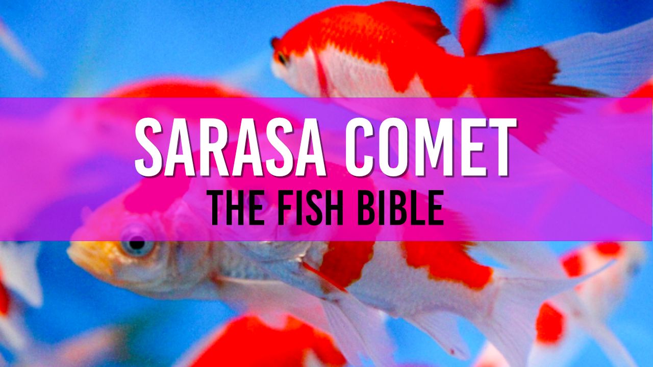 Sarasa Comet Pond Fish