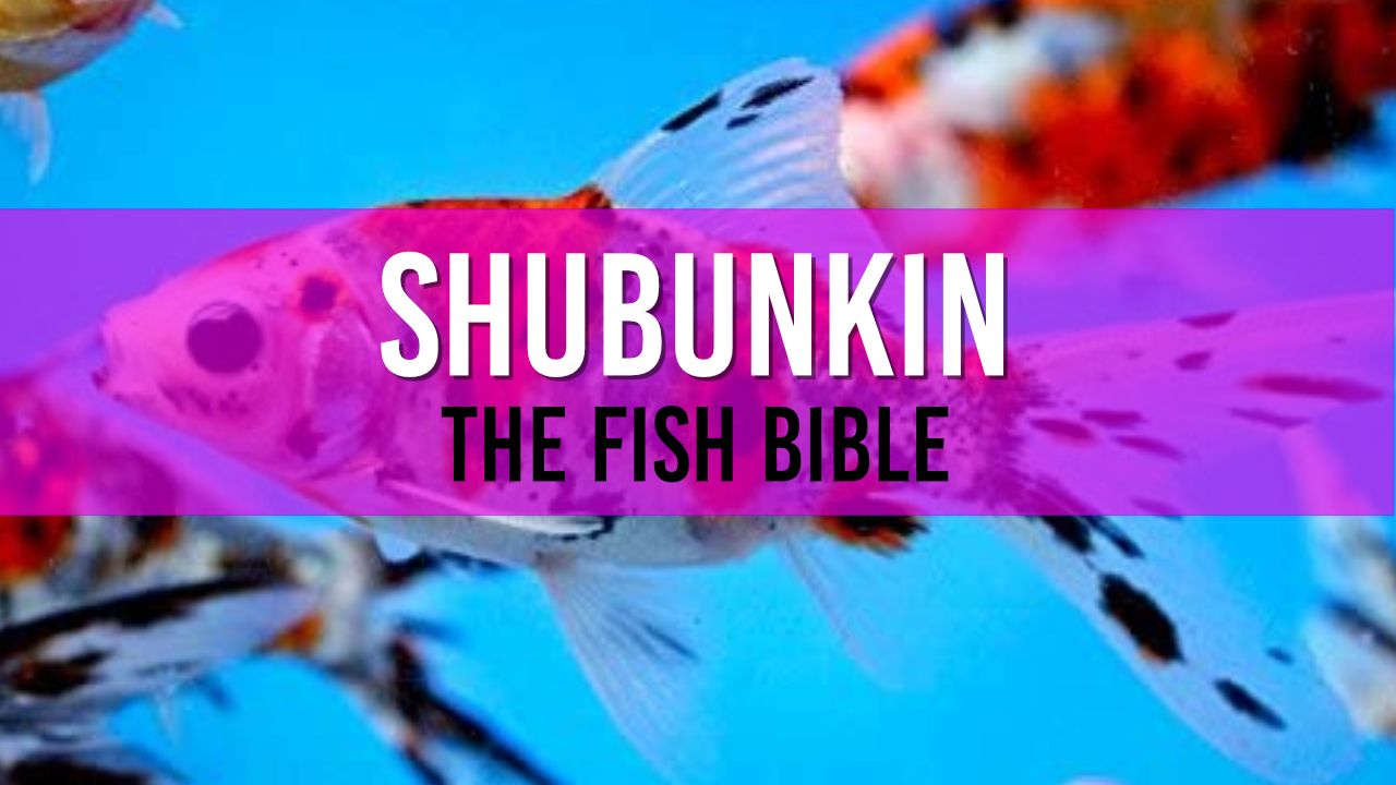 Shubunkin Pond Fish