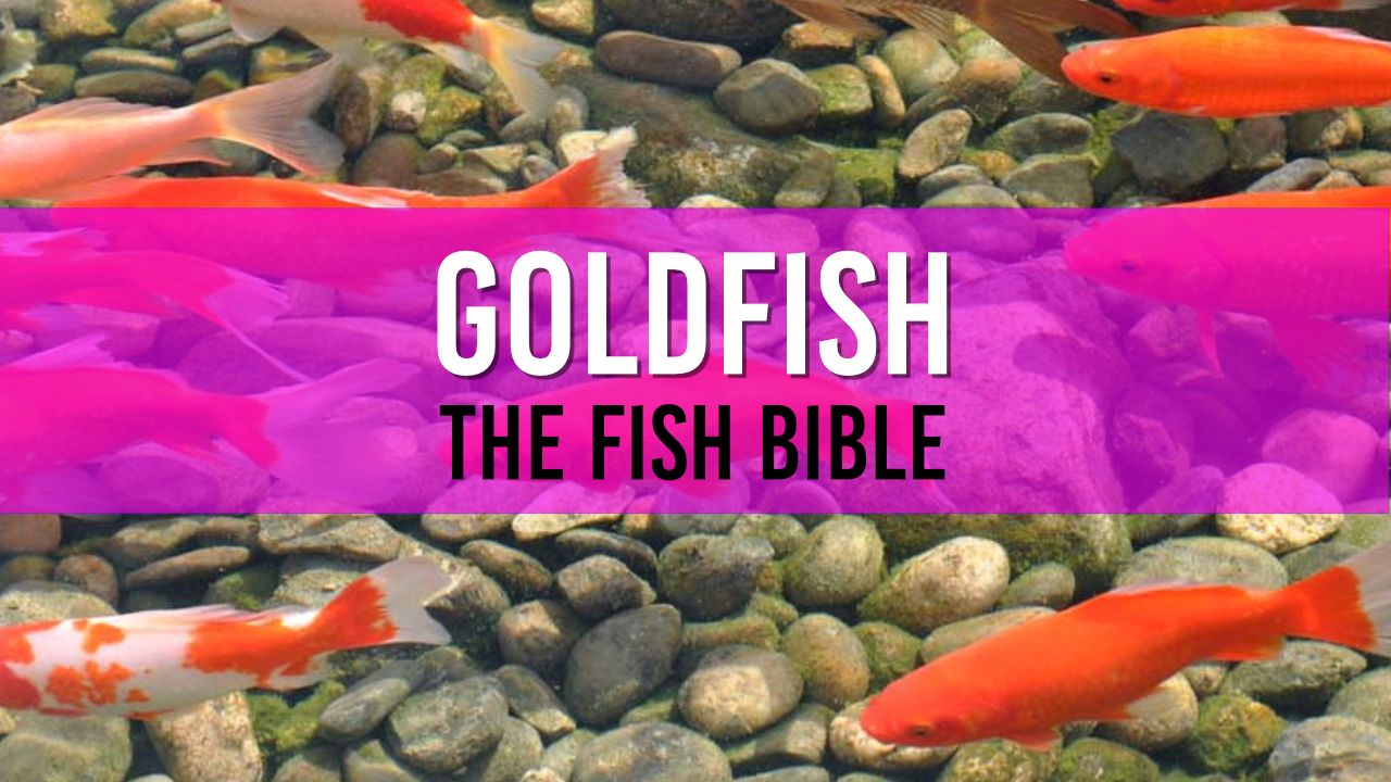 Goldfish Pond Fish