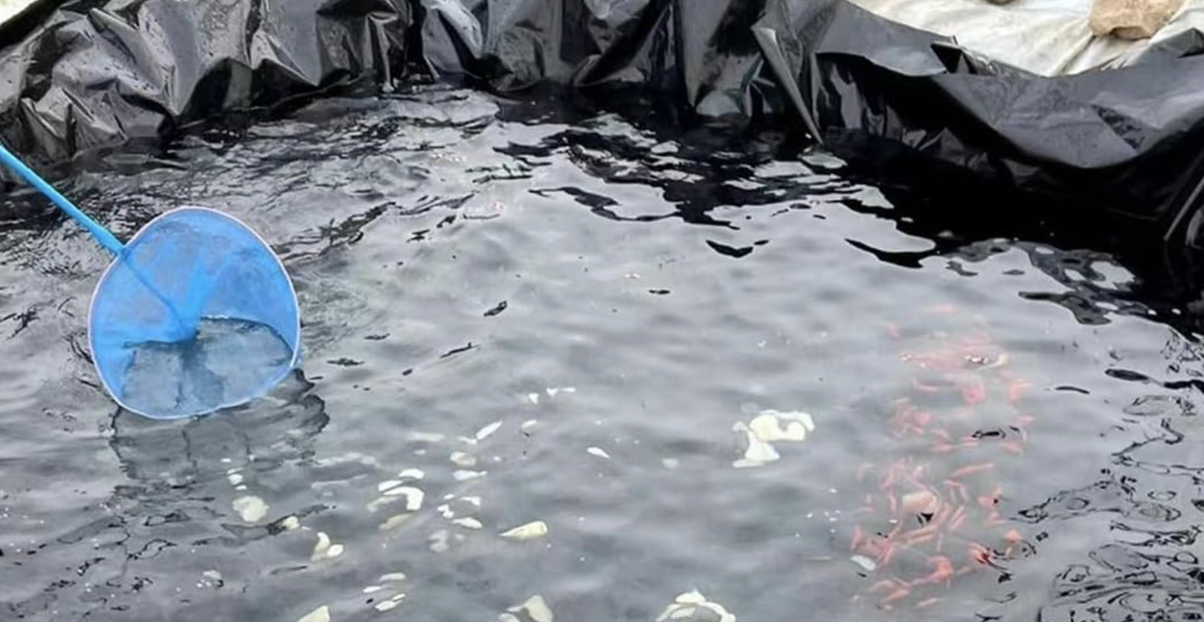 Photo of a pond liner with a blue net and goldfish.