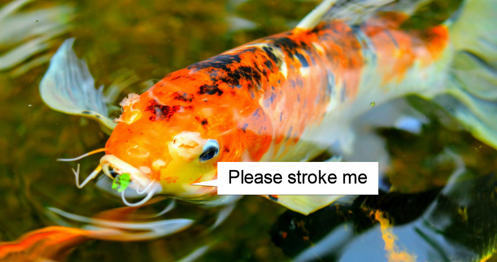 Photo of a gold and black koi carp with a speech bubble reading 'please stroke me'
