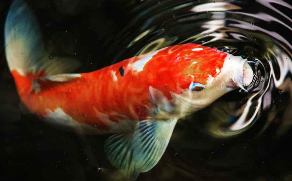 Photo of an orange and white Koi Carp with its mouth open