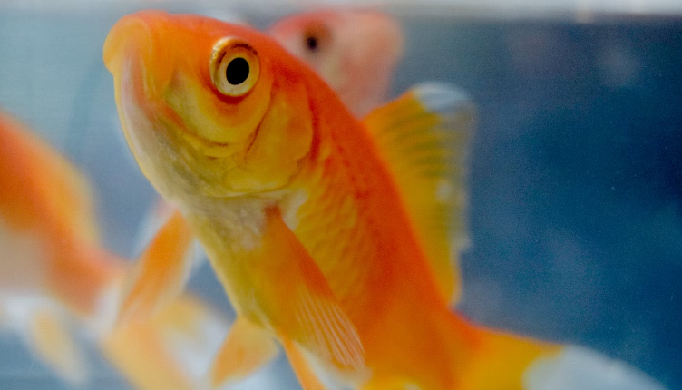 Close up photo of a gold fish