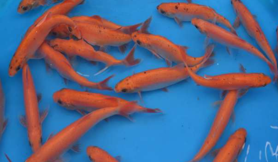 Photo of multiple Orfe fish in a blue water bucket
