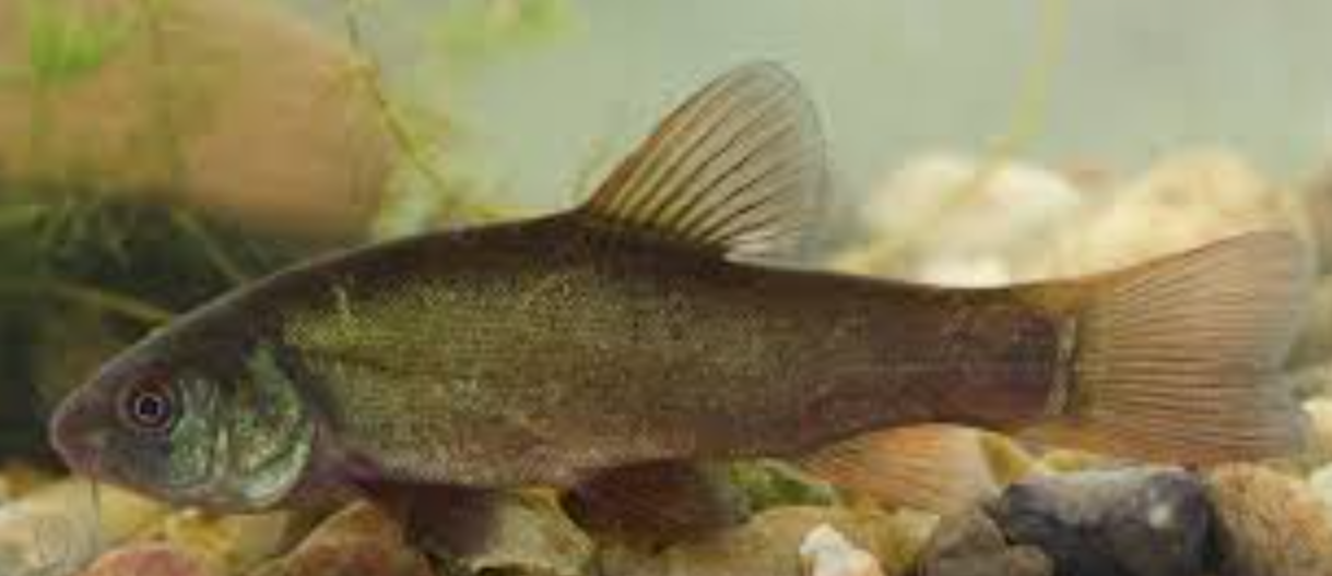 Low quality image of a Tench sat at the bottom of a garden pond