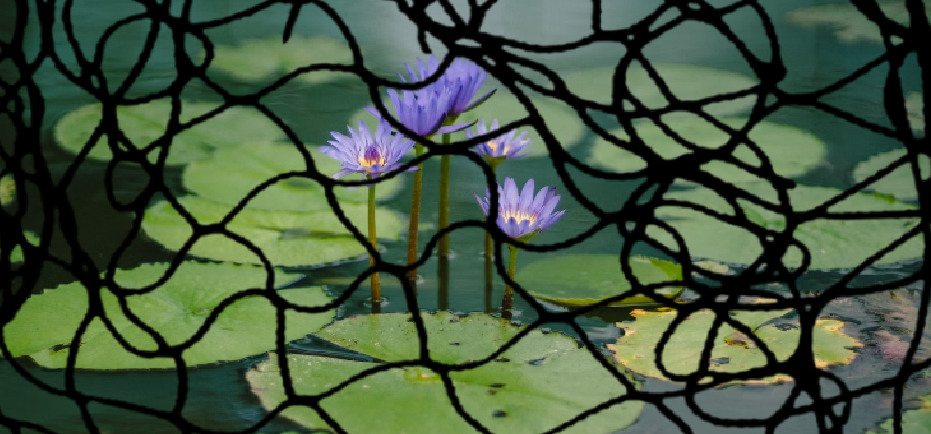 Water Lilies covered with pond netting