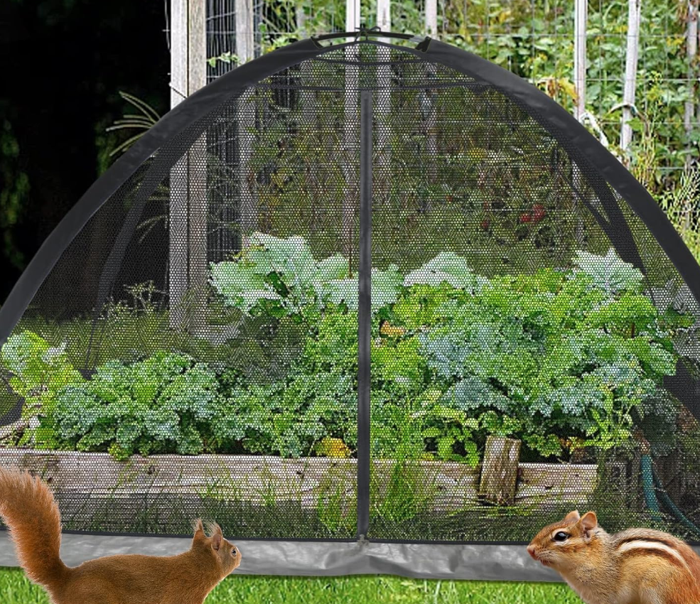 Photo of the pop-up net over a cauliflower patch. At the bottom of the image shows 2 squirrels.
