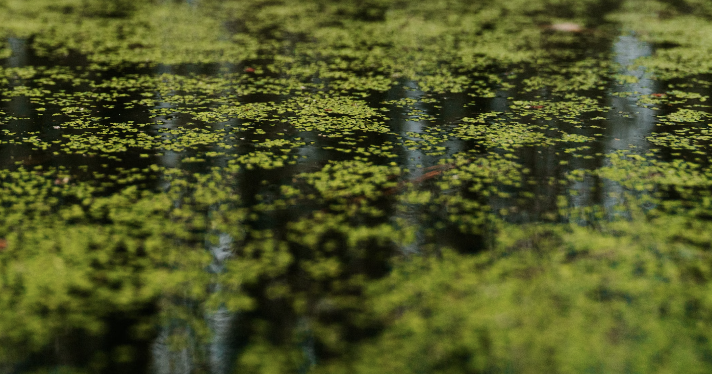 Photo of green Algae filled pond water