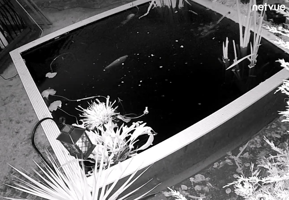 Black and White image of my CCTV covering my garden pond