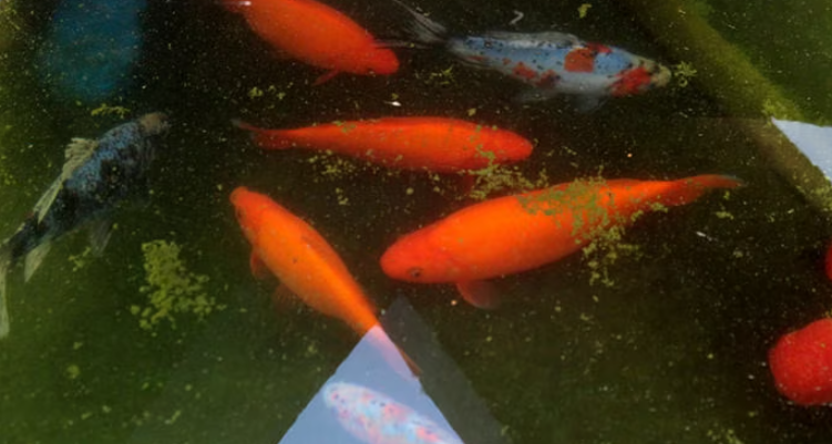 4 Goldfish swimming in a garden pond