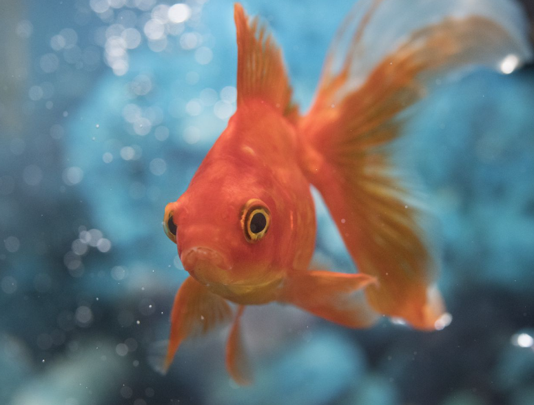 Single goldfish staring into the camera
