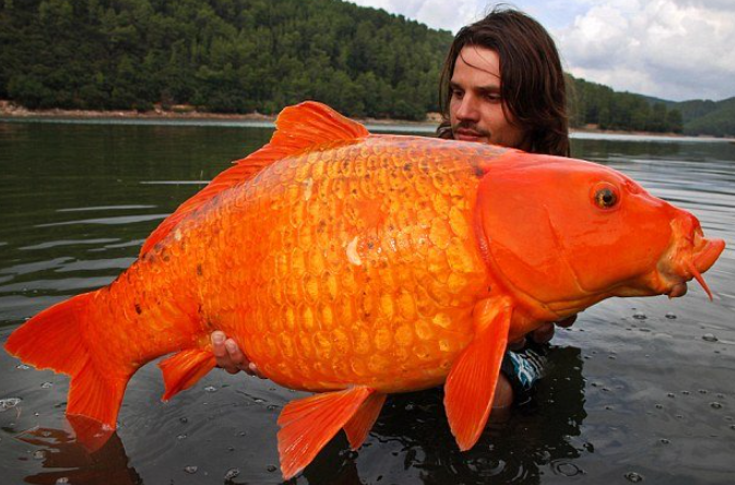 Large goldfish in the wild