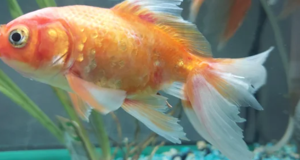 goldfish with fin rot