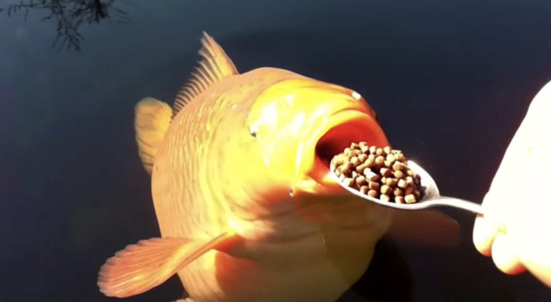 Koi Carp being fed pellets from a silver spoon