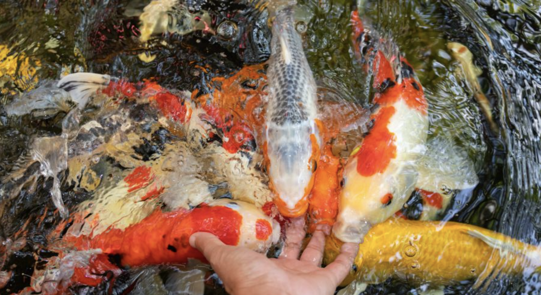 multiple koi carp swimming up to hand placed in water