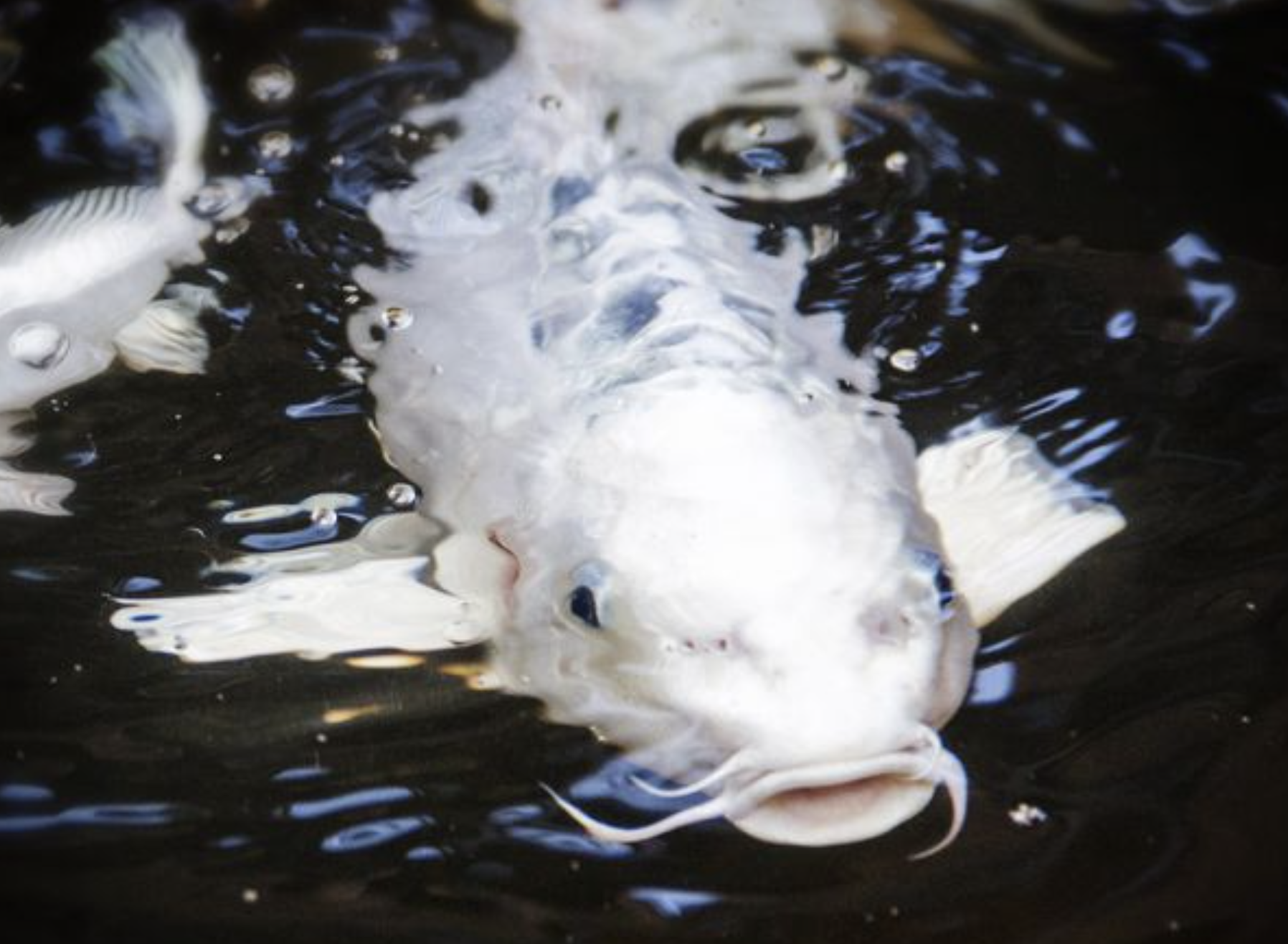 close up photo of a ghost koi