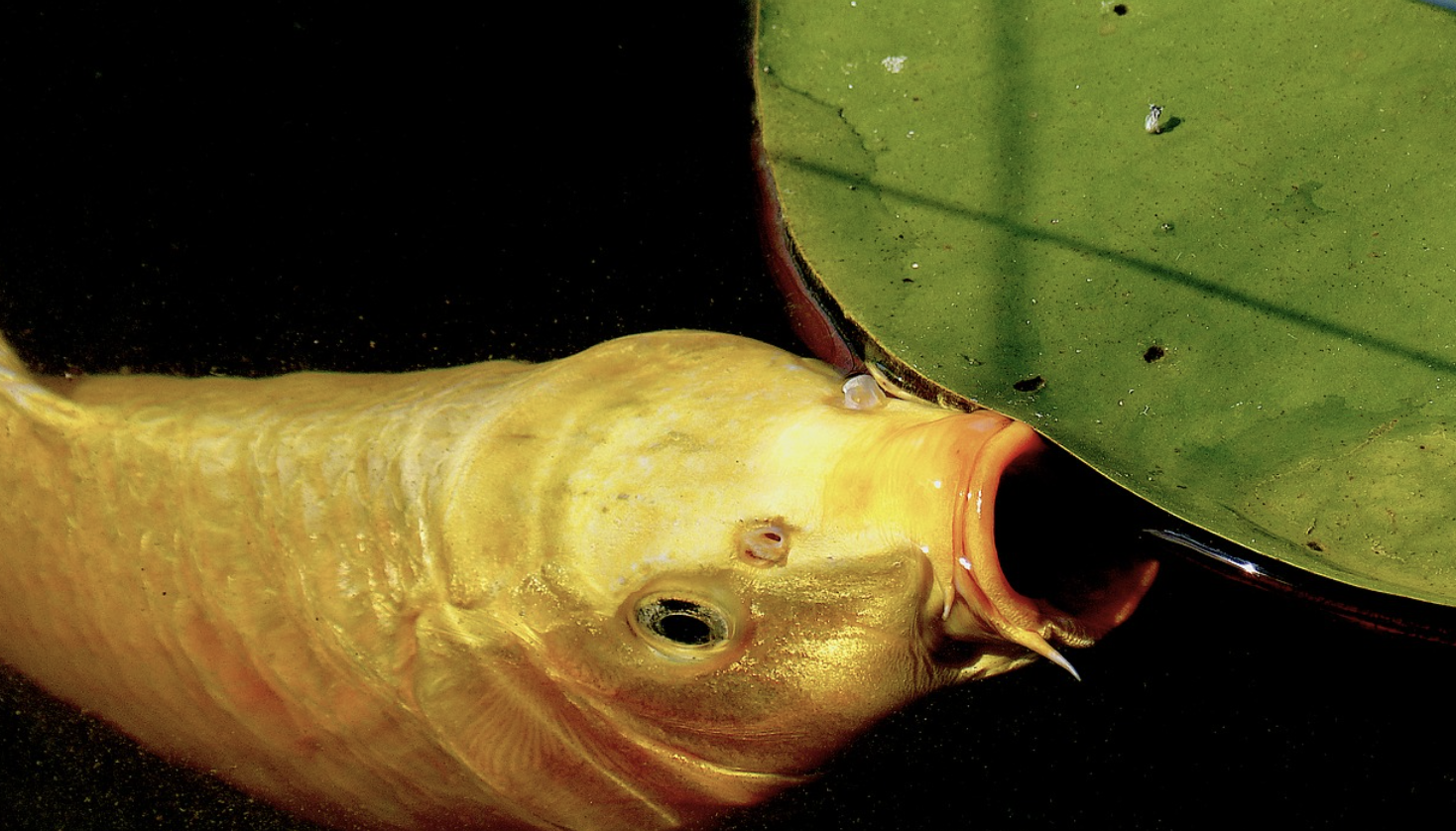 photo of a golden ghost koi with mouth open under a lily pad