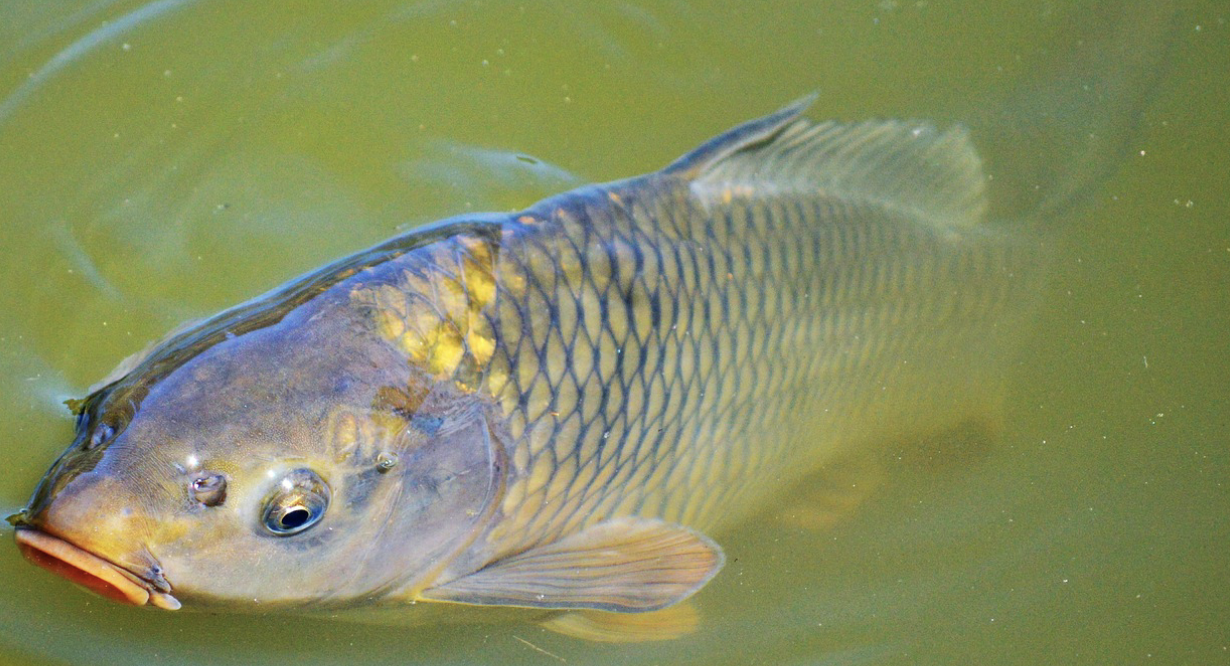 photo of a common carp with its head out of the water