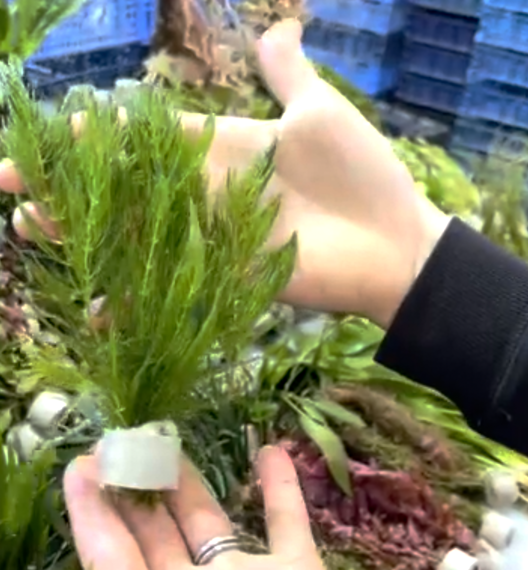 Photo of person holding Hornwort Pond Plant