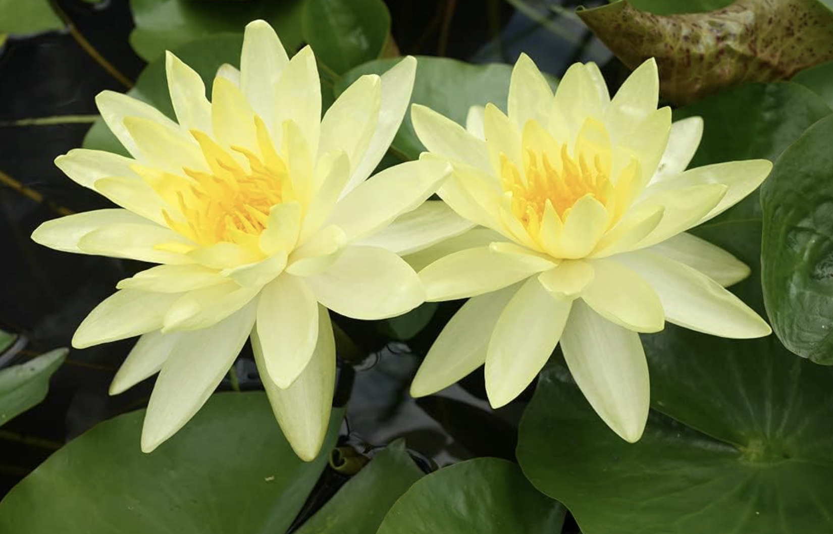 Photo of lemon yellow water lilies in a garden pond