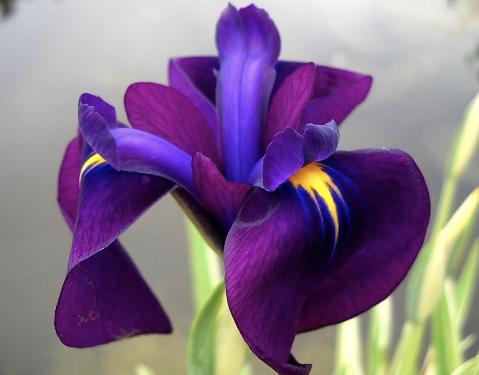 Close up photo of a Purple Water Iris in a garden pond
