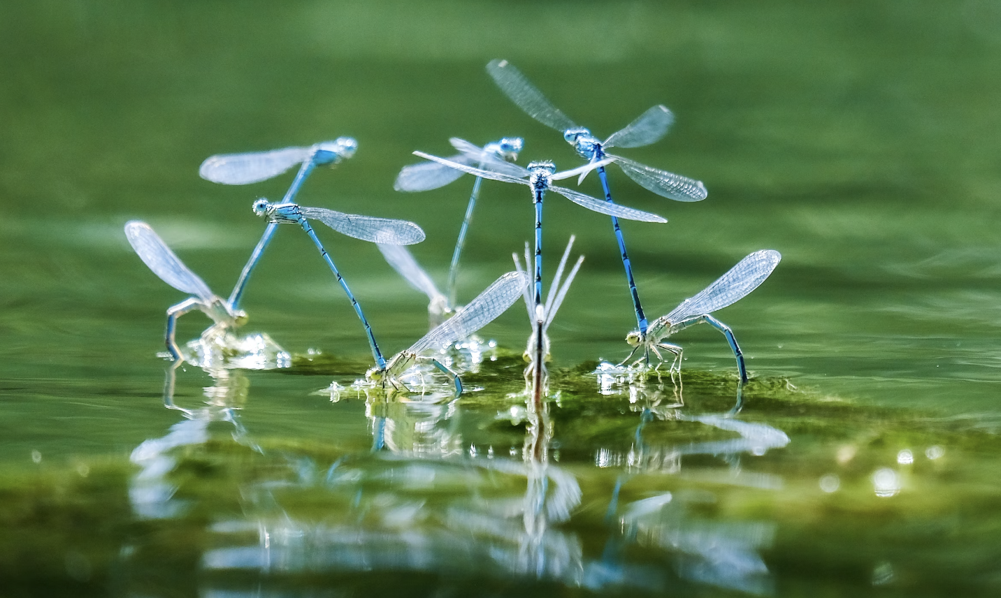 Photo of blue Dragonflies on a garden pond